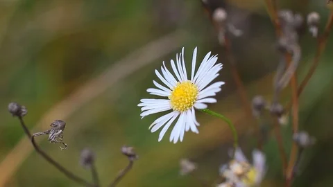 White chamomile in the nature Stock Footage 96420770