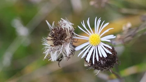 White chamomile in the nature Stock Footage 96420825
