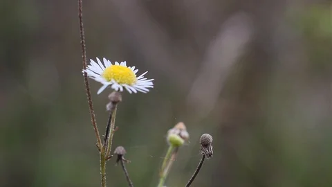 White chamomile in the nature Video stock 96421965