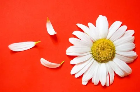 White chamomile Stock Photos