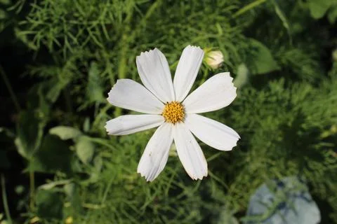 White Chamomile Stock Photos
