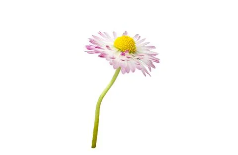 White chamomile. side view, isolated on white background including clipping p Stock-Fotos