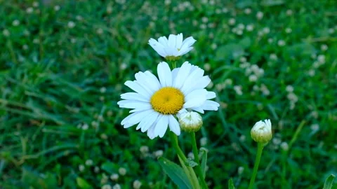 White chamomile swaying in the wind against a background of green grass Stock Footage 163496370