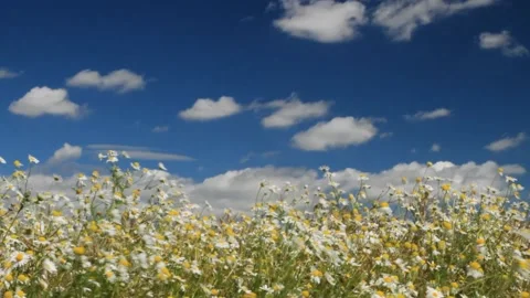 White Chamomiles  against a blue sky. Stock Footage 134832702