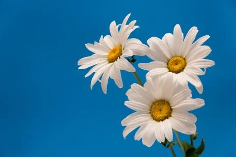 White chamomiles on blue Foto stock
