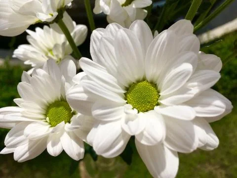 White chamomiles flower  Stock Photos