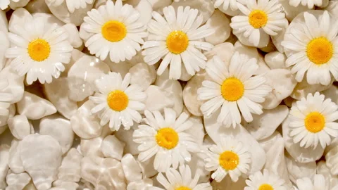 White chamomiles, flowers on water surface and falling water drops, waves on Stock Footage 247025916