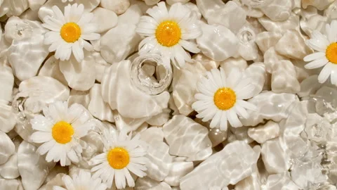 White chamomiles, flowers on water surface and falling water drops, waves on Stock Footage 256486491