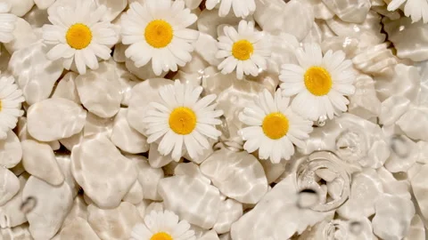 White chamomiles, flowers on water surface and falling water drops, waves on Stock Footage 270931967