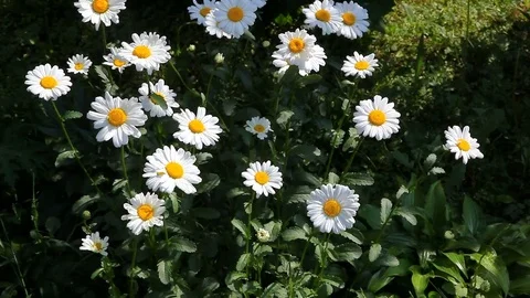 White chamomiles flowers with wind 動画素材 76393467