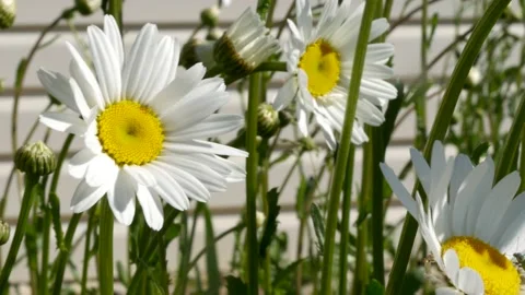 White chamomiles on garden background Video stock 132126168