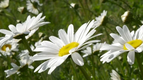 White chamomiles on garden background Video stock 132126324