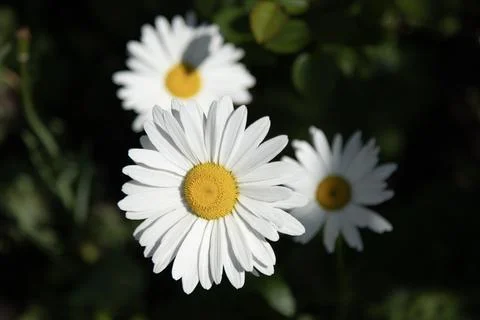 White chamomiles on green grass background. Oxeye daisy, Leucanthemum vulga.. Foto stock