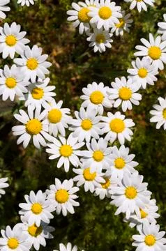 White chamomiles Stock Photos