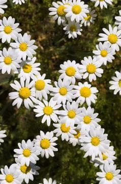 White chamomiles Stock Photos