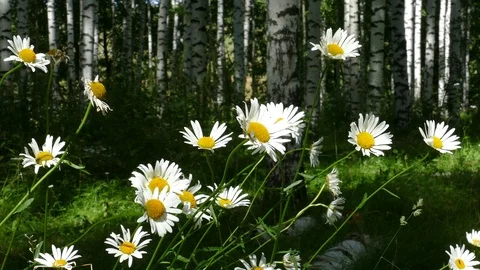 White chamomiles in a sunlit birch grove. Stock Footage 93163788