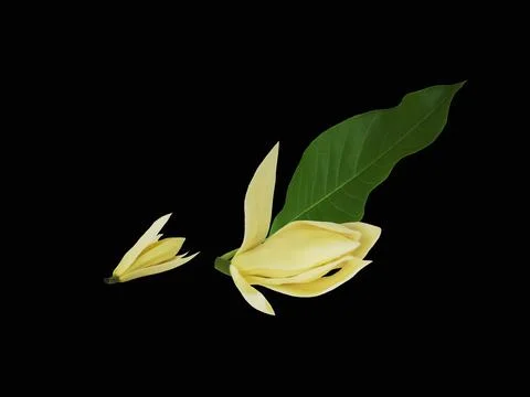 White champaca flowers with green leaf arrangement isolated on black background. 스톡 사진