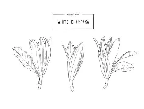 White Champaka vector Stock Illustration