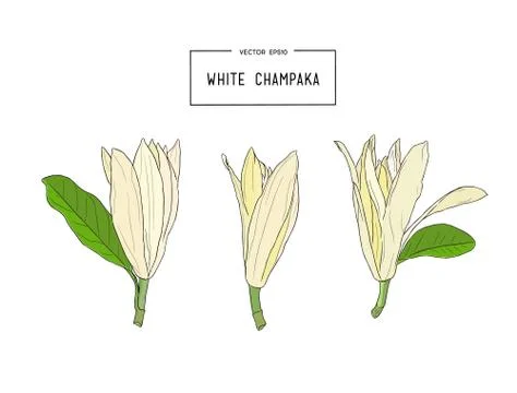 White Champaka vector Stock Illustration