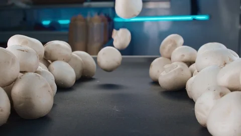White champignon mushrooms fall on the table in slow motion. Video in 4K. Stock Footage 111629433