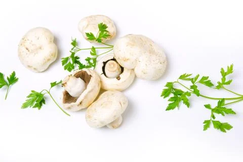 White champignon Stock Photos