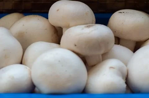 White champignons in blue plastic packaging Stock Photos