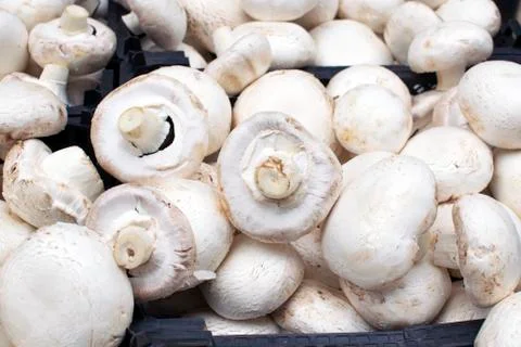 White champignons close-up Stock Photos