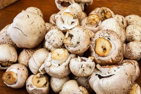 White champignons Stock Photos