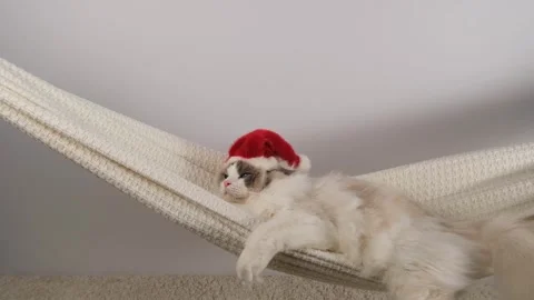 White charming cat in red hat. Stock Footage 295478152