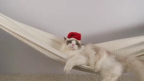 White charming cat in red hat. Stock Footage 295478156
