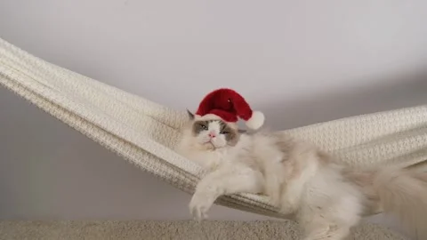 White charming cat in red hat. Stock Footage 295478163