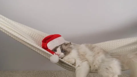 White charming cat in red hat. Stock Footage 295478245