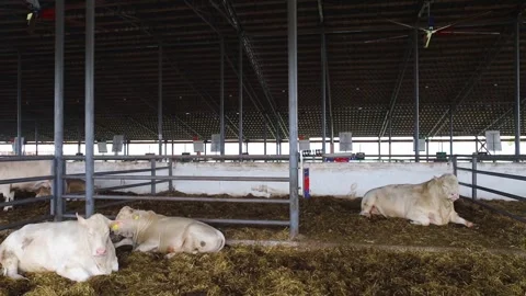 White Charolais cattle resting on straw inside a modern indoor livestock barn. P Stock Footage 341408223