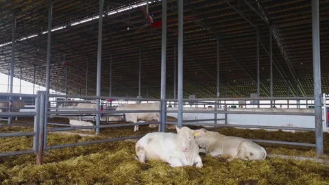 White Charolais cattle resting on straw inside a modern indoor livestock barn. P Stock Footage 341408241