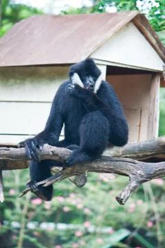 White cheek gibbon. Stock Photos