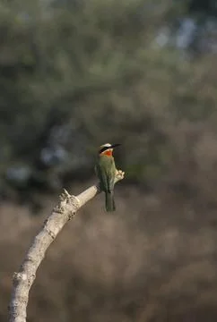 White Cheeked Bee Eater Stock Photos