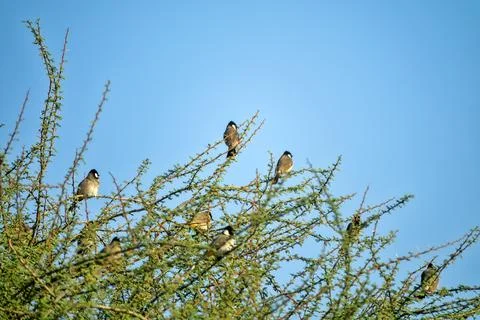 White-cheeked bulbul 库存照片