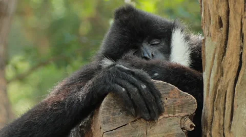 White cheeked gibbon. Stock Footage 46095594