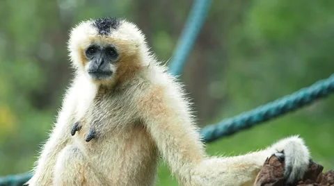 White cheeked gibbon. Stock Footage 49764460