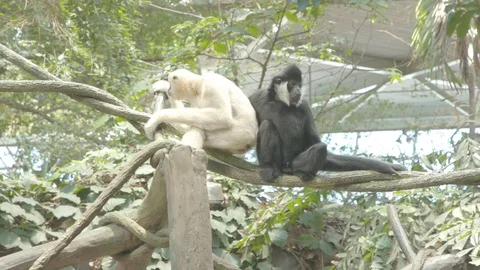 White-Cheeked Gibbon Stock Footage 86575811