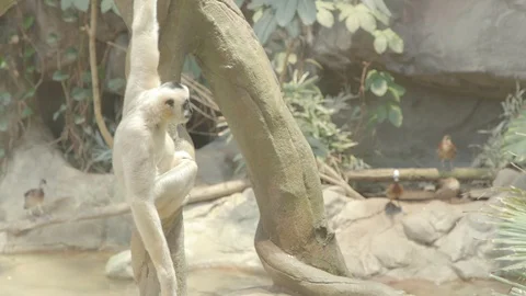 White-Cheeked Gibbon Stock Footage 86576507