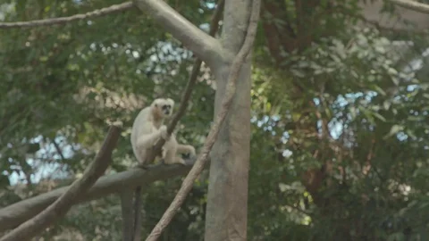 White-Cheeked Gibbon Stock Footage 86576645
