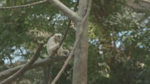 White-Cheeked Gibbon Stock Footage 86656345