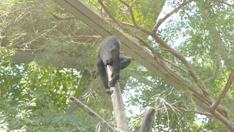 White-Cheeked Gibbon Stock Footage 86656607