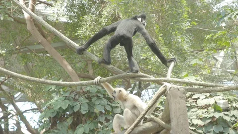 White-Cheeked Gibbon Stock Footage 86656788