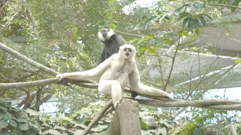 White-Cheeked Gibbon Stock Footage 86656961