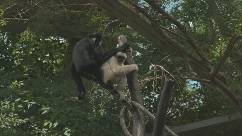 White-Cheeked Gibbon Stock Footage 86656979