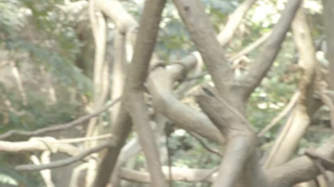 White-Cheeked Gibbon Stock Footage 86664513