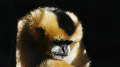 White cheeked gibbon Stock Footage 132608441