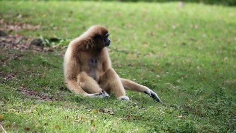 White Cheeked Gibbon or Lar Gibbon in Thailand. Stock Footage